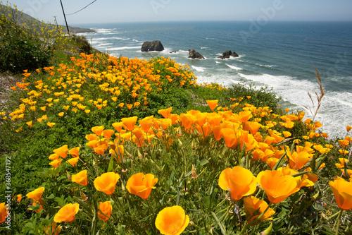 California poppies along the California coast near Shelter Cove, CA