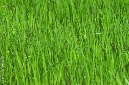 Green grass on a land