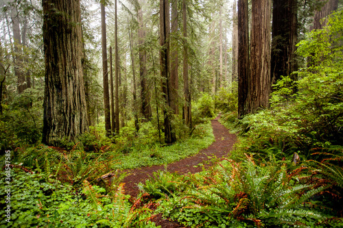 Photo A trail through a redwood forest just north of Mendocino, California