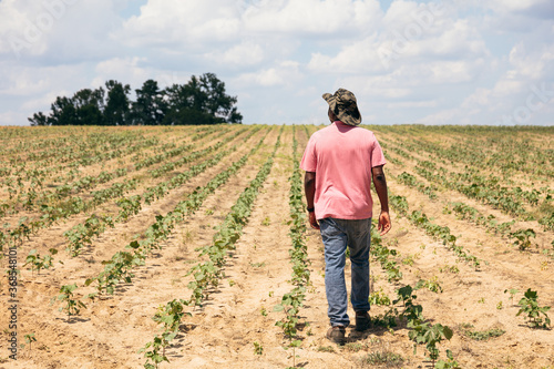 Man looking out over cotton field on farm photo