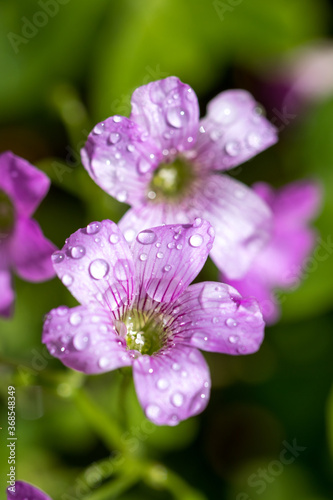 ムラサキカタバミの花 © TOMO