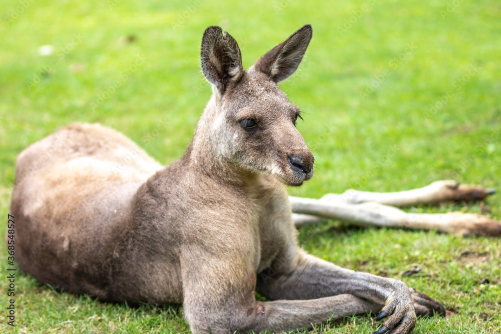 Fototapeta premium カンガルーのポートレート