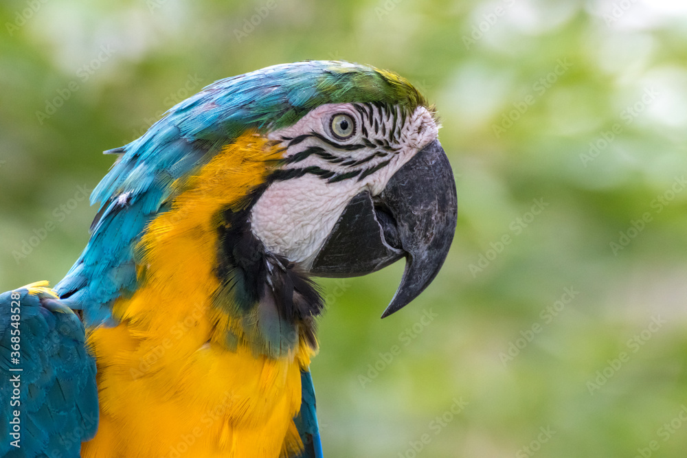 ルリコンゴウインコのポートレート