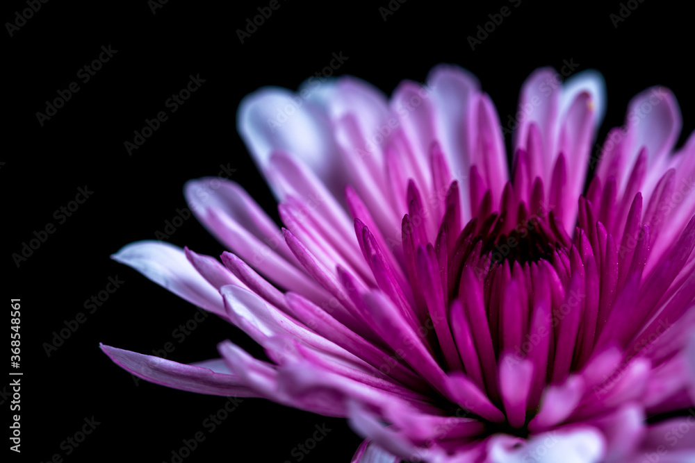 Pink Chrysanthemum Pink Chrysanthemum