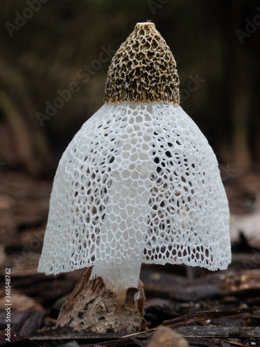 Slika na platnu Bridal Veil (Phallus indusiatus) fungi.