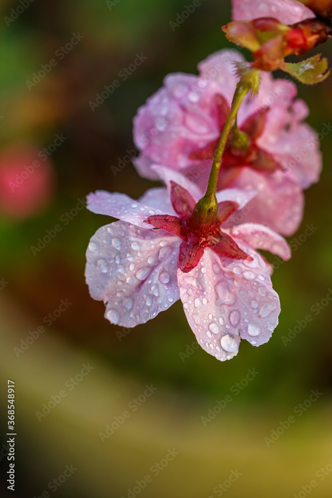 Obraz premium 桜の花 春のイメージ