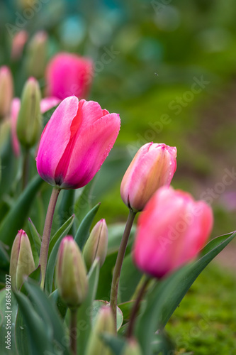 チューリップの花 春のイメージ