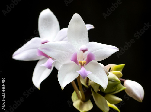 Purple Ground Orchid (Spathoglottis plicata) © Connie Pinson