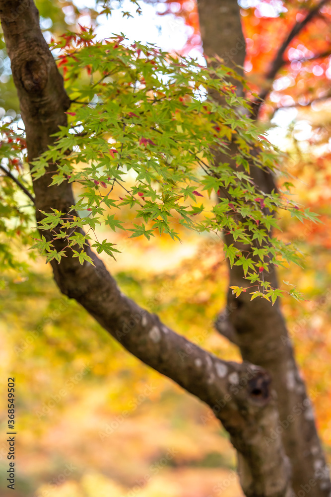 Fototapeta premium 紅葉 秋のイメージ