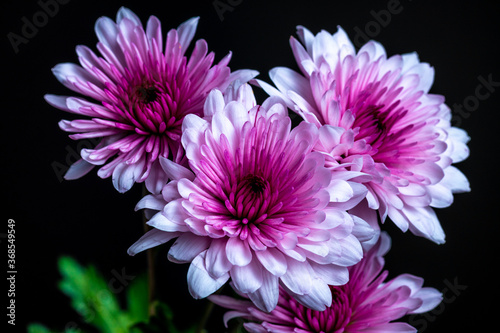 Wallpaper Mural Pink Chrysanthemum Torontodigital.ca