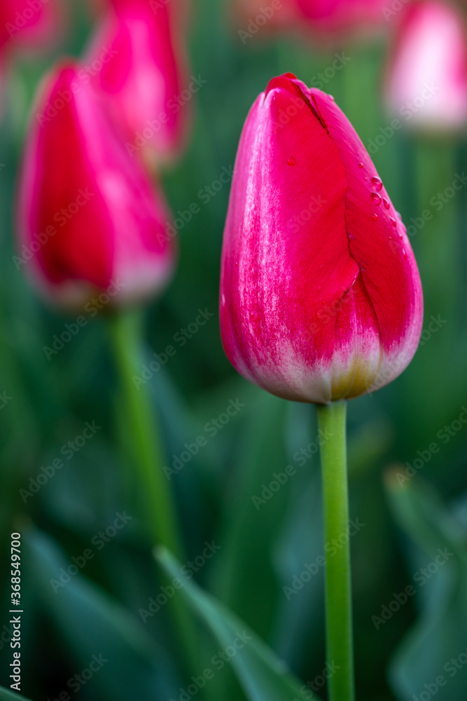 チューリップの花　春のイメージ