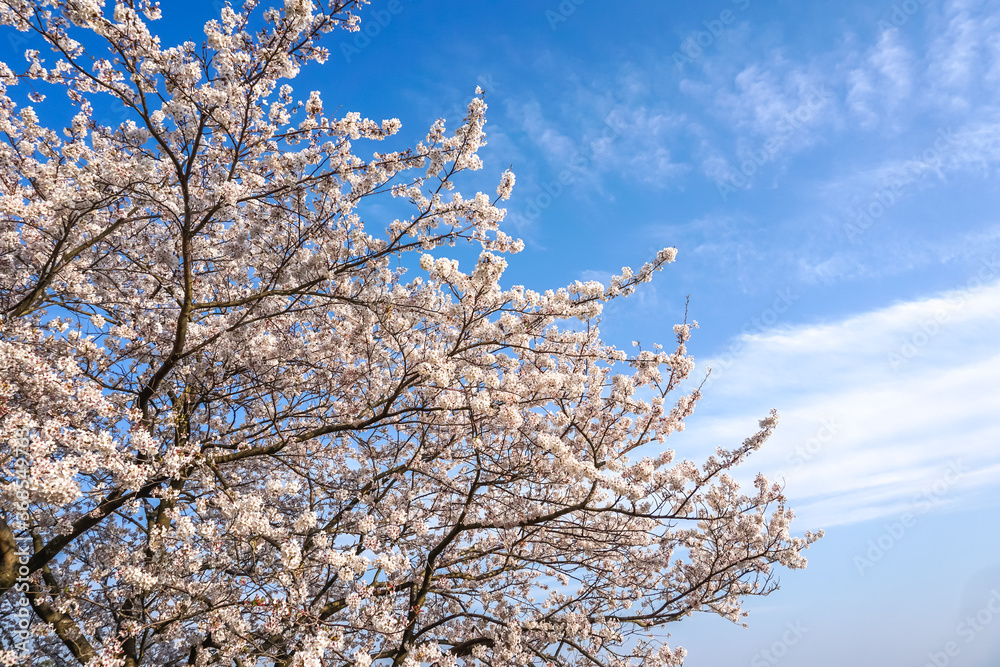 桜の花　春のイメージ