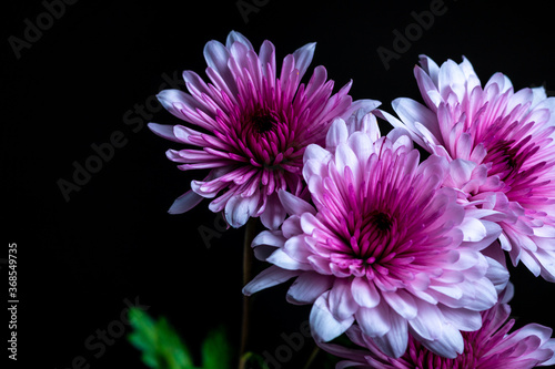 Wallpaper Mural Pink Chrysanthemum Torontodigital.ca