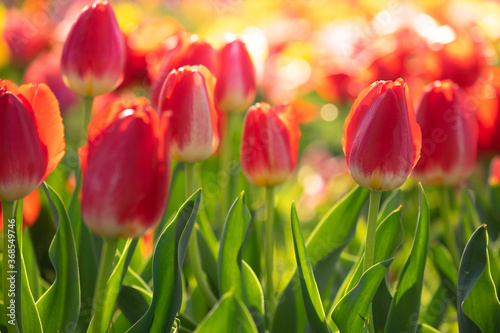 チューリップの花　春のイメージ