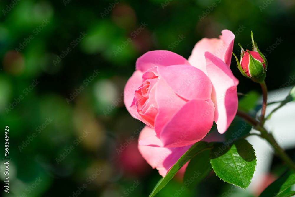 バラの花 バラの花