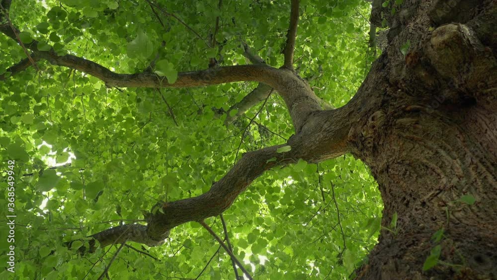 Leafy Tree Top Overhead In Breeze