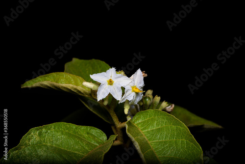 Fumo-bravo - Solanum mauritianum com flor branca photo