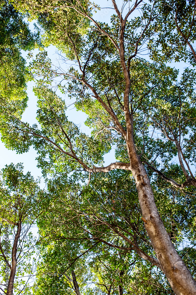 Fototapeta premium trees in the woods