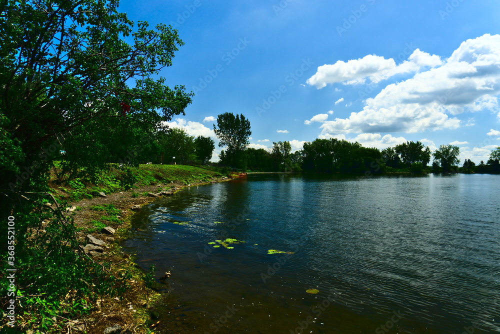 A view of a river bank with many trees and grace with a background of blue sky with clouds in a summer sunny day