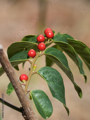 Breynia cernua fruits and leaves. photo