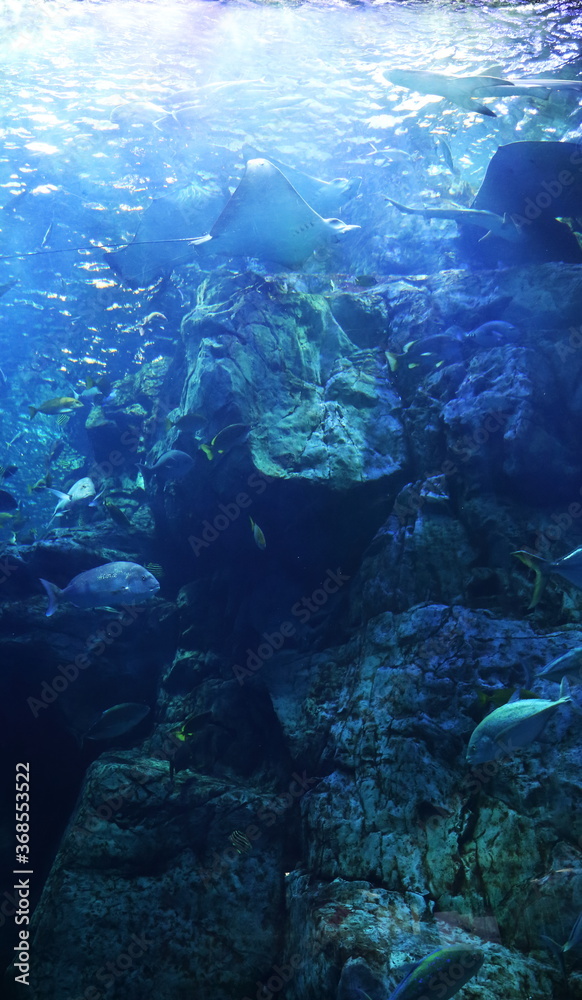 Fototapeta premium 海底から見上げた水面