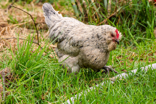 A cute young araucana pullet lifts her foot to step over a pipe in the way. Feelings of overcoming and getting over something. photo