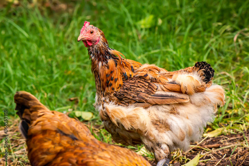 This molting chicken looks half dressed! Suggestive of the effects of stress or long term narcissistic abuse.