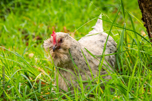 A curious white araucana hen roams amongst fresh green grass hunting bugs to eat.