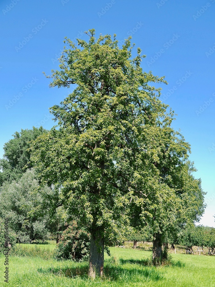 Fototapeta premium Beautiful nature with meadows and trees along Rhine river