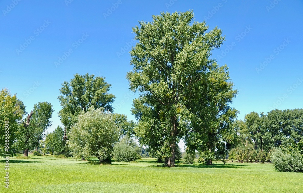 Beautiful nature with meadows and trees along Rhine river Beautiful nature with meadows and trees along Rhine river