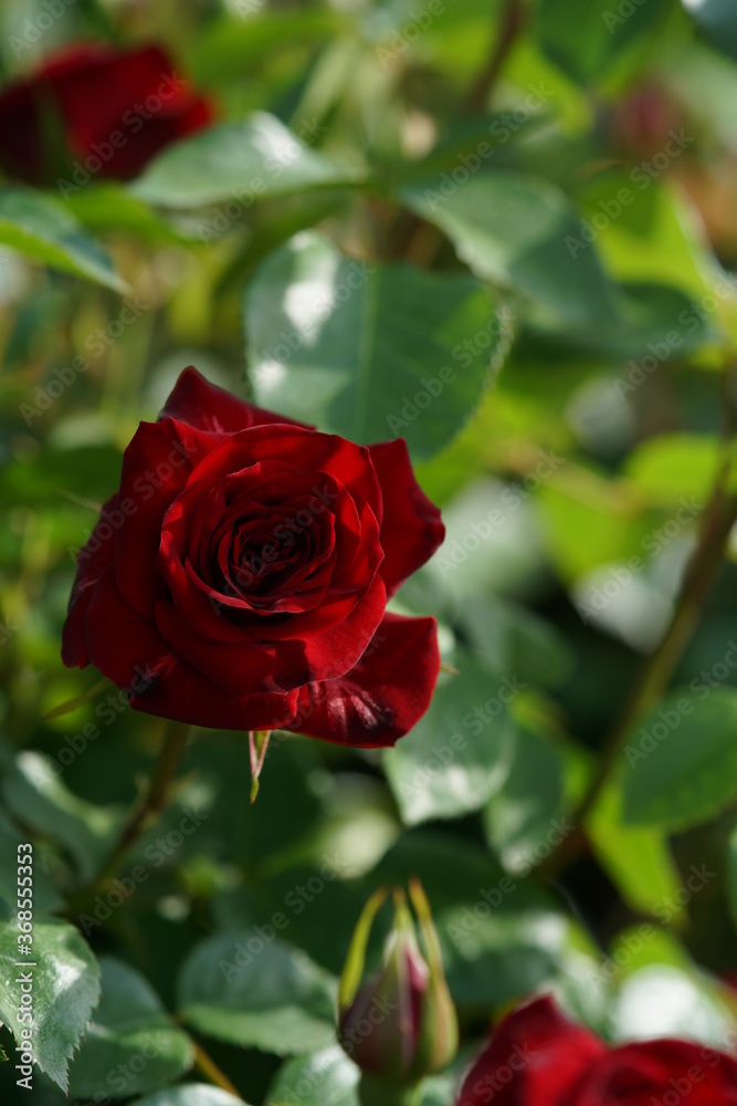 Red Flower of Rose 'Nicolo Paganini' in Full Bloom
Red Flower of Rose 'Nicolo Paganini' in Full Bloom