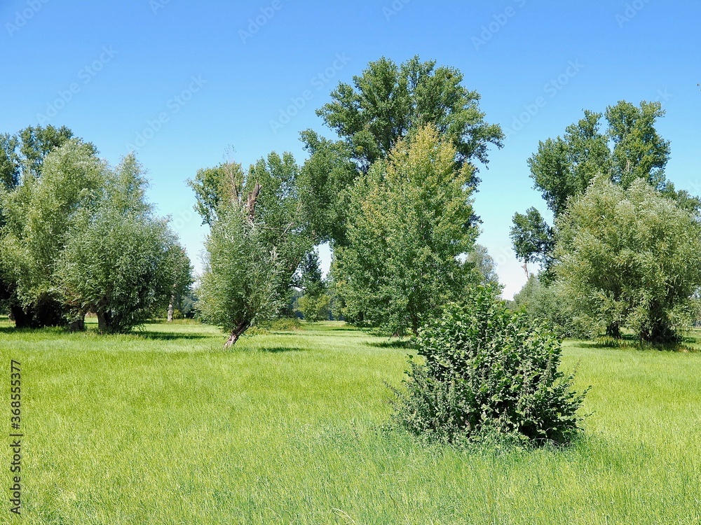 Fototapeta premium Beautiful nature with meadows and trees along Rhine river