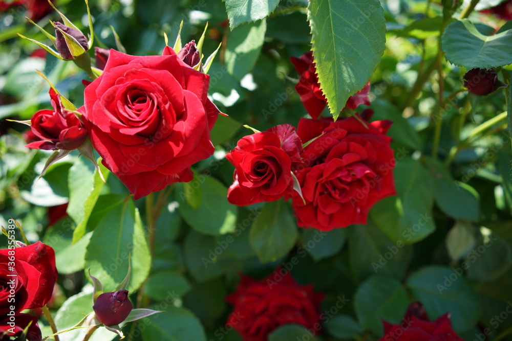Red Flower of Rose 'Nicolo Paganini' in Full Bloom
Red Flower of Rose 'Nicolo Paganini' in Full Bloom