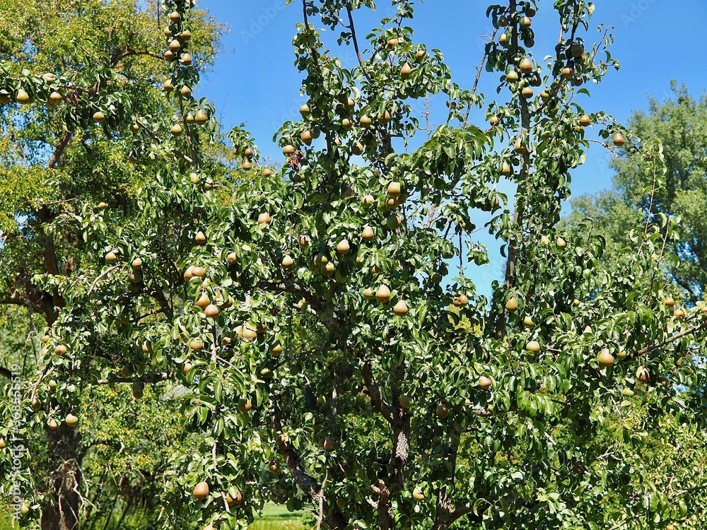 Pear tree full of fruits in summer Pear tree full of fruits in summer