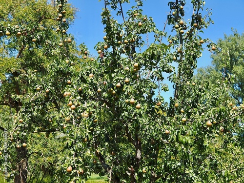 Pear tree full of fruits in summer