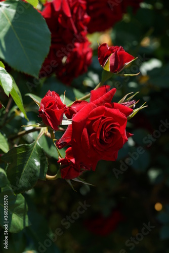 Red Flower of Rose 'Nicolo Paganini' in Full Bloom
 photo