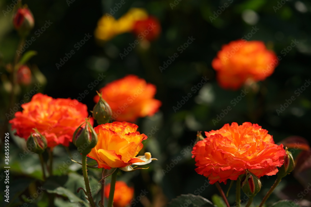 Orange and Yellow Flower of Rose 'Nishiki' in Full Bloom
Orange and Yellow Flower of Rose 'Nishiki' in Full Bloom