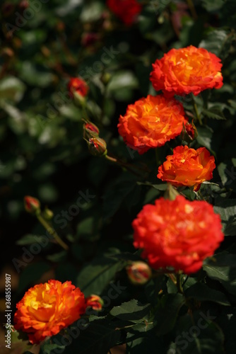 Orange and Yellow Flower of Rose 'Nishiki' in Full Bloom
