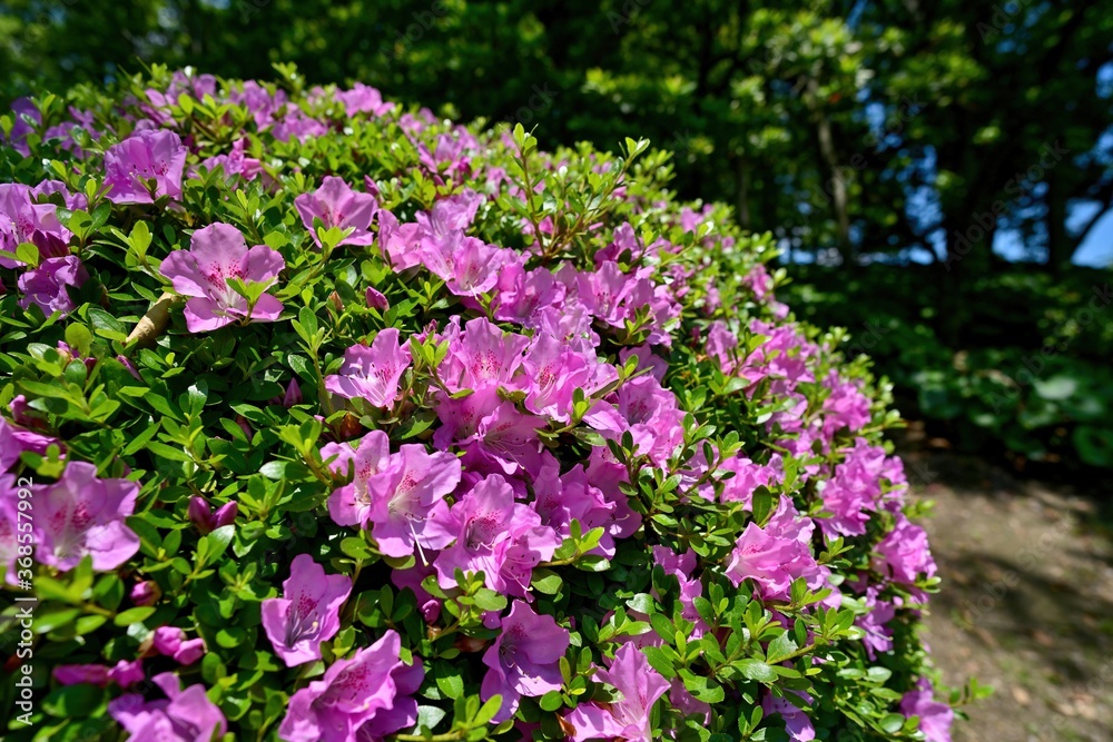 木漏れ日浴びて咲く満開のピンクのツツジ