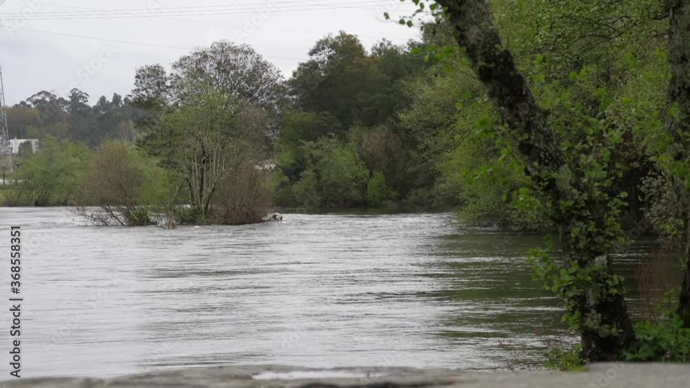 overflowing river with raging water slow motion overflowing river with raging water slow motion