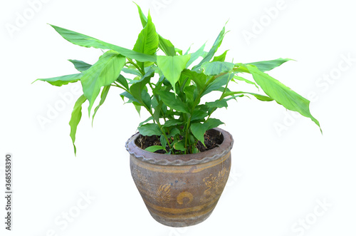Vivid green leaves of dancing ladies ginger pot on white background
