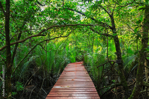 red bride wooden trail in the mangrove forest at Sa Lak Phet Baan Na Nai  Tak province  Thailand