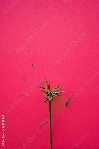 Dried flower on pink paper background. seasonal autumn concepts copy space