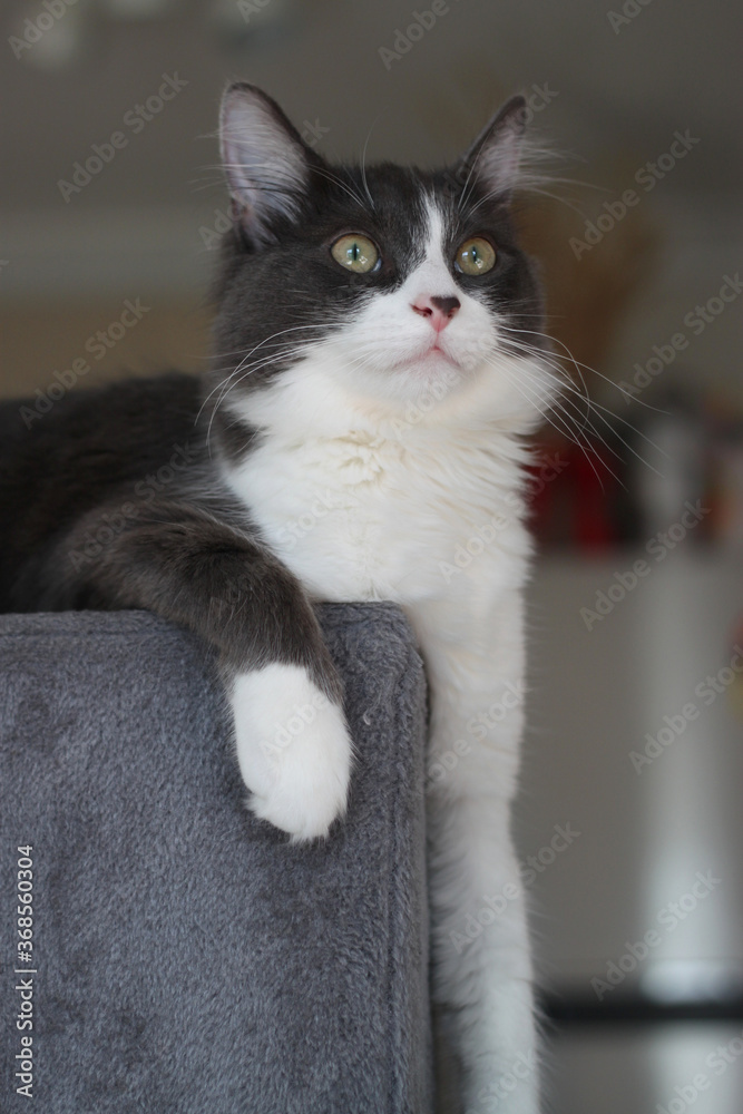 Domestic shorthair cat lying and relaxing on cat tower. Blurred background. Relaxed domestic cat at home, indoor