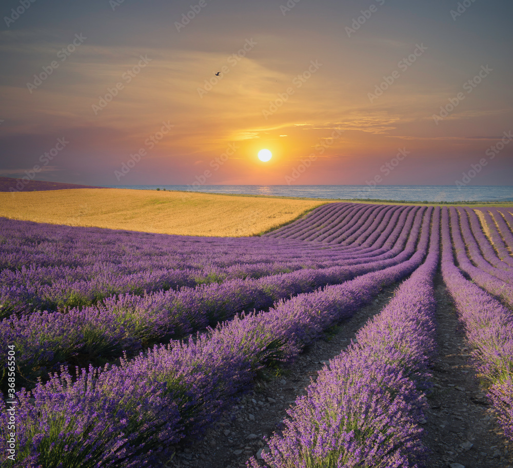 Obraz premium Lawenda łąka i morze zachód natura krajobraz.