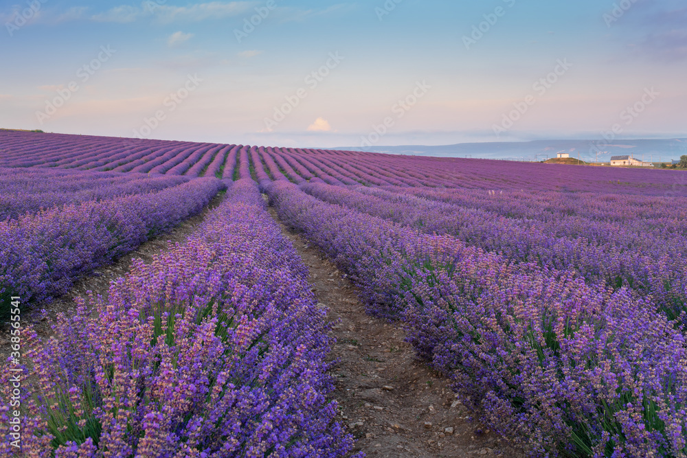 Meadow of lavender at morning light.