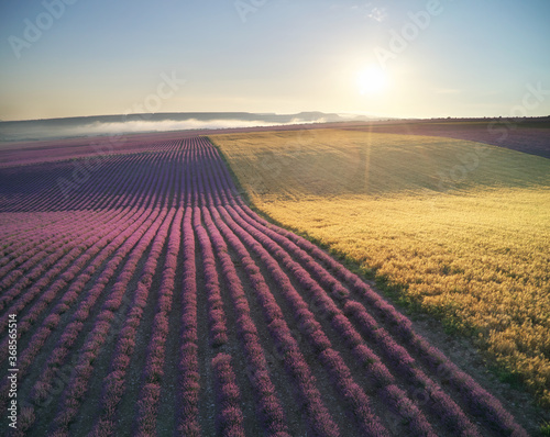 Aerial panorama view of big lavender meadow during the sunrise.