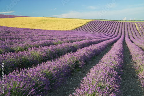 Meadow of lavender and wheet at day.