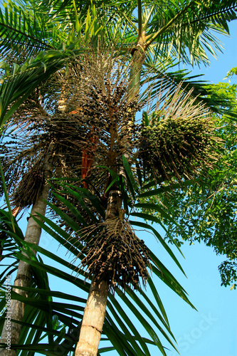 mucuri, bahia / brazil - october 29, 2008: Acai palm plantation in the municipality of Mucuri, in southern Bahia.
 photo