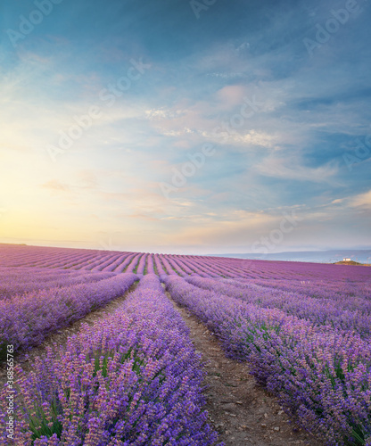 Meadow of lavender at morning light.